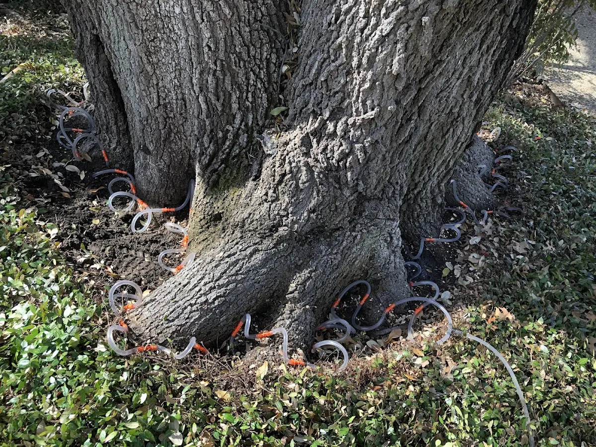 Detailed Tree Cabling and Bracing job site in Eastern